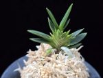 횃불 炬火 Hwaetbul(Kyoka)