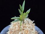 횃불 炬火 Hwaetbul(Kyoka)