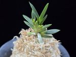 횃불 炬火 Hwaetbul(Kyoka)