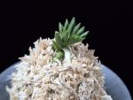 횃불 炬火 Hwaetbul(Kyoka)