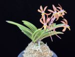 홍매 紅梅 Kobai