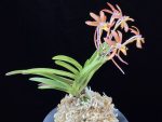 홍매 紅梅 Kobai