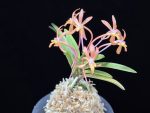 홍매 紅梅 Kobai