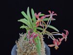 홍매  紅梅  Kobai