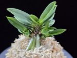 소판보 小判宝 Kobantakara