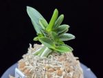 소판보 小判宝 Kobantakara