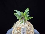 소판보 小判宝 Kobantakara