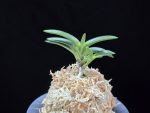 놔 雫 Nwa