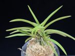수홍 琇紅 Suhong