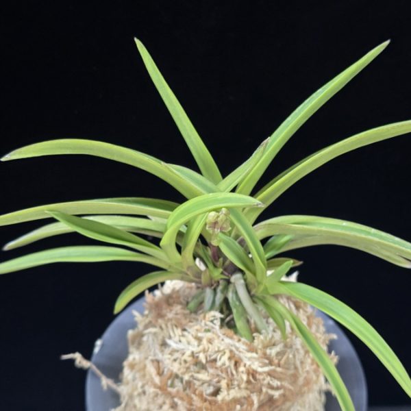 수홍 琇紅 Suhong