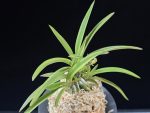 수홍 琇紅 Suhong