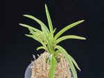 수홍 琇紅 Suhong