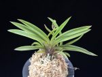 수홍 琇紅 Suhong
