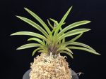 수홍 琇紅 Suhong