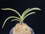 수백 琇白 Subaek