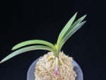 려인 麗人 Ryeoin (Ruby root)