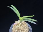 려인 麗人 Ryeoin (Ruby root)