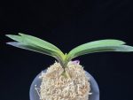려인 麗人 Ryeoin (Ruby root)