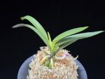 려인 麗人 Ryeoin (Ruby root)