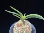 려인 麗人 Ryeoin (Ruby root)