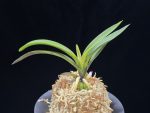 려인 麗人 Ryeoin (Ruby root)