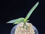 려인 麗人 Ryeoin (Ruby root)