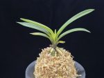 려인 麗人 Ryeoin (Ruby root)