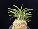 호박전 琥珀殿 Kohakuden