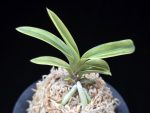 취화금 翠華錦 Suikanishiki