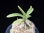 취화금 翠華錦 Suikanishiki