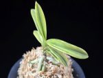 취화금 翠華錦 Suikanishiki