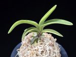 취화금 翠華錦 Suikanishiki