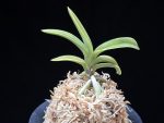 취화금 翠華錦 Suikanishiki