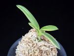 취화금 翠華錦 Suikanishiki