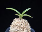 취화금 翠華錦 Suikanishiki