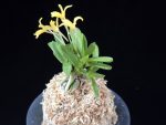 황옥 黃玉 Hwangok