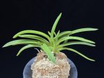 홍매  紅梅  Kobai