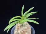 홍매  紅梅  Kobai