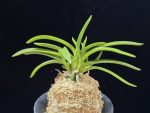홍매  紅梅  Kobai