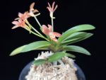 주홍성 朱紅星 Juhongseong