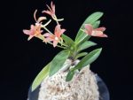 주홍성 朱紅星 Juhongseong