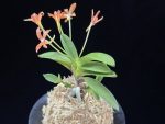 주홍성 朱紅星 Juhongseong