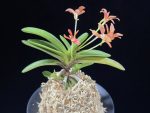 주홍성 朱紅星 Juhongseong