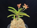주홍성 朱紅星 Juhongseong