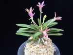 주홍성 朱紅星 Juhongseong