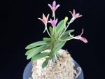 주홍성 朱紅星 Juhongseong