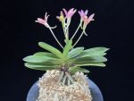 주홍성 朱紅星 Juhongseong