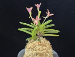 주홍성 朱紅星 Juhongseong