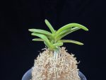 주홍성 朱紅星 Juhongseong