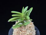 주홍성 朱紅星 Juhongseong